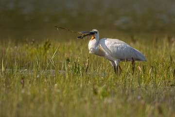 Spatule blanche (Platalea leucorodia - Eurasian Spoonbill)