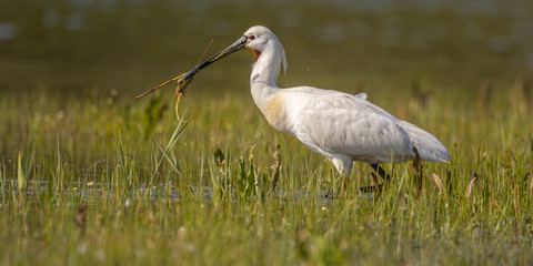 Spatule blanche (Platalea leucorodia - Eurasian Spoonbill)