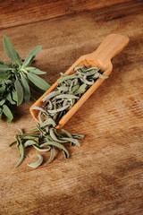 dried and fresh sage in wooden shovel over wooden background