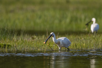 Spatule blanche (Platalea leucorodia - Eurasian Spoonbill)