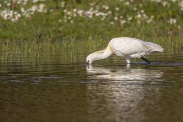 Spatule blanche (Platalea leucorodia - Eurasian Spoonbill)