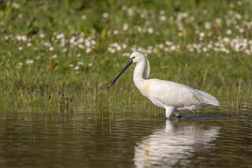 Spatule blanche (Platalea leucorodia - Eurasian Spoonbill)