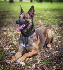 Belgian Shepherd Malinois lies on the green grass in the park