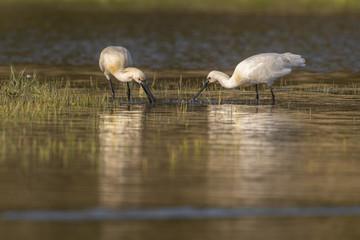 Spatule blanche (Platalea leucorodia - Eurasian Spoonbill)