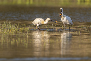Spatule blanche (Platalea leucorodia - Eurasian Spoonbill)