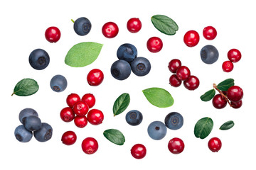 Naklejka na ściany i meble Lingonberry bilberry v. vitis-idaea myrtillus, top