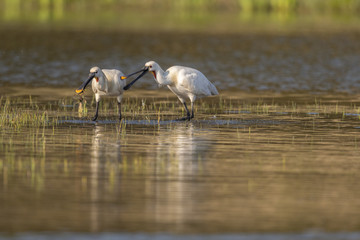 Spatule blanche (Platalea leucorodia - Eurasian Spoonbill)