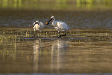 Spatule blanche (Platalea leucorodia - Eurasian Spoonbill)