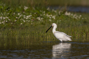 Spatule blanche (Platalea leucorodia - Eurasian Spoonbill)