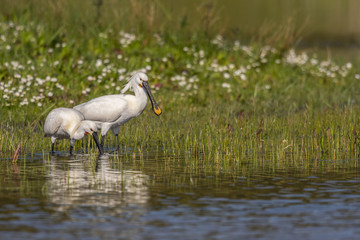 Spatule blanche (Platalea leucorodia - Eurasian Spoonbill)