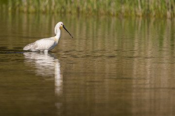 Spatule blanche (Platalea leucorodia - Eurasian Spoonbill)