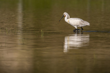 Spatule blanche (Platalea leucorodia - Eurasian Spoonbill)