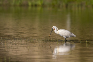 Spatule blanche (Platalea leucorodia - Eurasian Spoonbill)