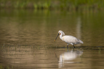 Spatule blanche (Platalea leucorodia - Eurasian Spoonbill)