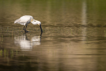 Spatule blanche (Platalea leucorodia - Eurasian Spoonbill)