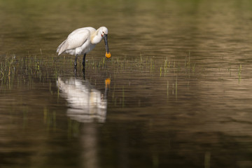 Naklejka premium Spatule blanche (Platalea leucorodia - Eurasian Spoonbill)