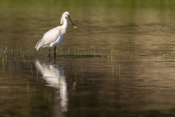 Spatule blanche (Platalea leucorodia - Eurasian Spoonbill)