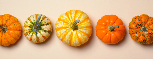 Different Colorful Pumpkins, Autumn Thanksgiving and Halloween Background