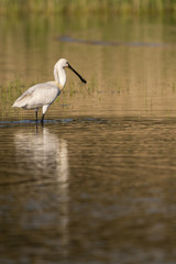 Spatule blanche (Platalea leucorodia - Eurasian Spoonbill)
