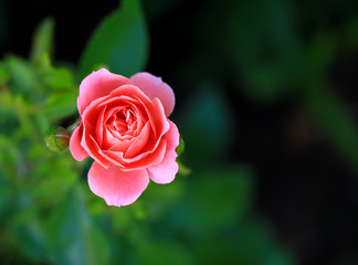 Photo rose petals isolated on the natural blurred background with clipping path. Closeup. For design, texture, background. Nature.