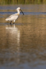 Obraz premium Spatule blanche (Platalea leucorodia - Eurasian Spoonbill)