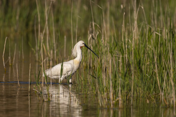Spatule blanche (Platalea leucorodia - Eurasian Spoonbill)