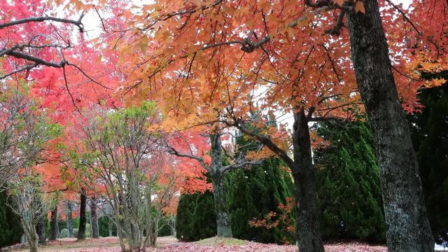 オレンジ色の紅葉
