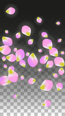 Vector Realistic Pink Petals Falling on Transparent Background.  Spring Romantic Flowers Illustration. Flying Petals. Sakura Spa Design. Blossom Confetti.