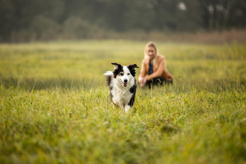 Australian Shepherd im Grünen