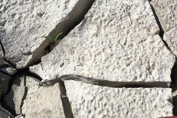 A closeup of a sprout growing in a crack of a dry grey clay soil during a hot sunny day in the Mediano artifical lake in the Spanish Aragonese Pyrenees