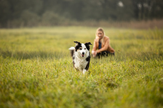 Australian Shepherd im Gr&uuml;nen