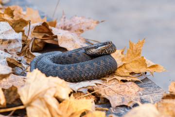 grass snake Natrix natrix close-up