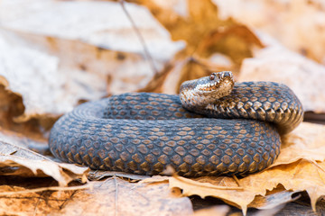 grass snake Natrix natrix close-up
