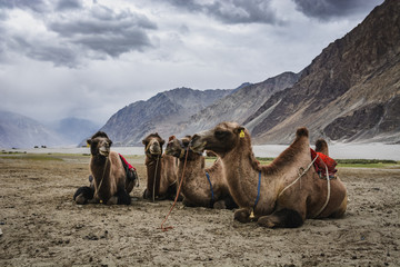Sand dunes of Hunder, camels and cloudy skies in Nubra Valley.