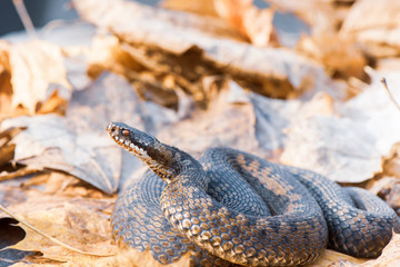 grass snake Natrix natrix close-up