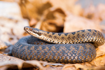 grass snake Natrix natrix close-up