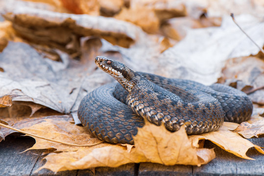 grass snake Natrix natrix close-up
