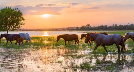 Horses swim across the river at sunset. The Volga River Delta. Spring flood on the river.