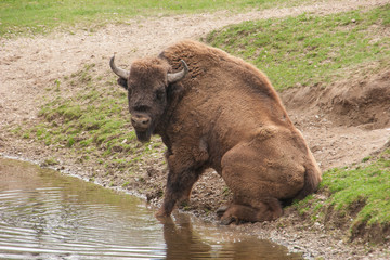Fototapeta premium Sitzendes Wisent (seitlich)