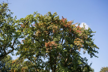 Herbst im Mühlviertel