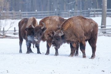 Drei Wisente im Winter (Bos bonasus)
