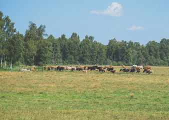 Lots of cows grazing in meadow.