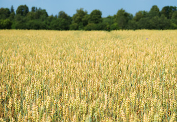 The field of wheat growing in a farm field.