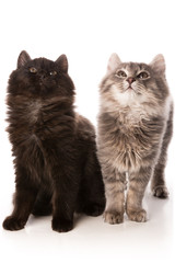 Zwei Katzen schauen aufmerksam nach oben