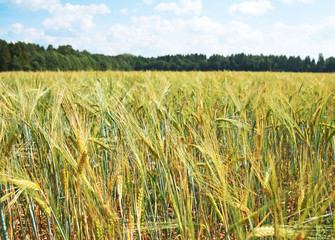 The field of rye growing in a farm field.