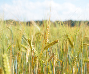 The field of rye growing in a farm field.