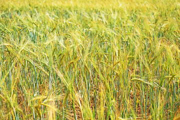 The field of rye growing in a farm field.