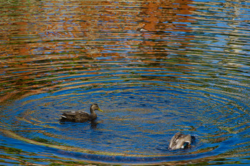 Patos en el rio Arnoia, Allariz. Ourense. Galicia. España.
