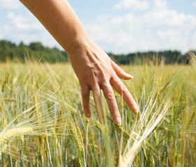 Female hand touching rye in a farm field.