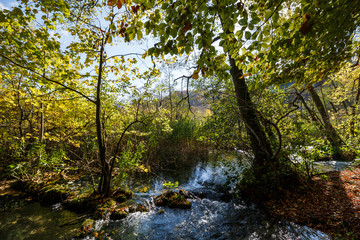Fototapeta na wymiar Lush Forest and Water Flowing Plitvice Lakes National Park Croatia